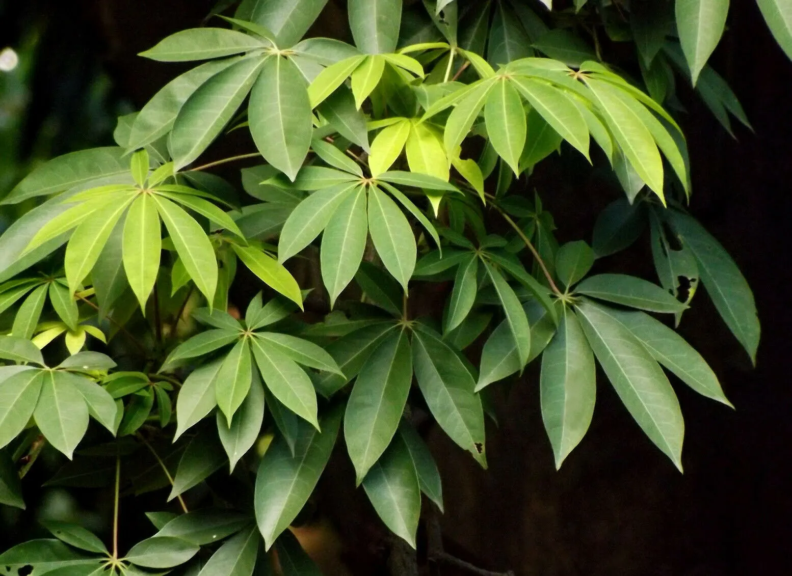 Kapok Tree Silk Cotton Tree Ceiba pentandra 100 Seeds  USA Company