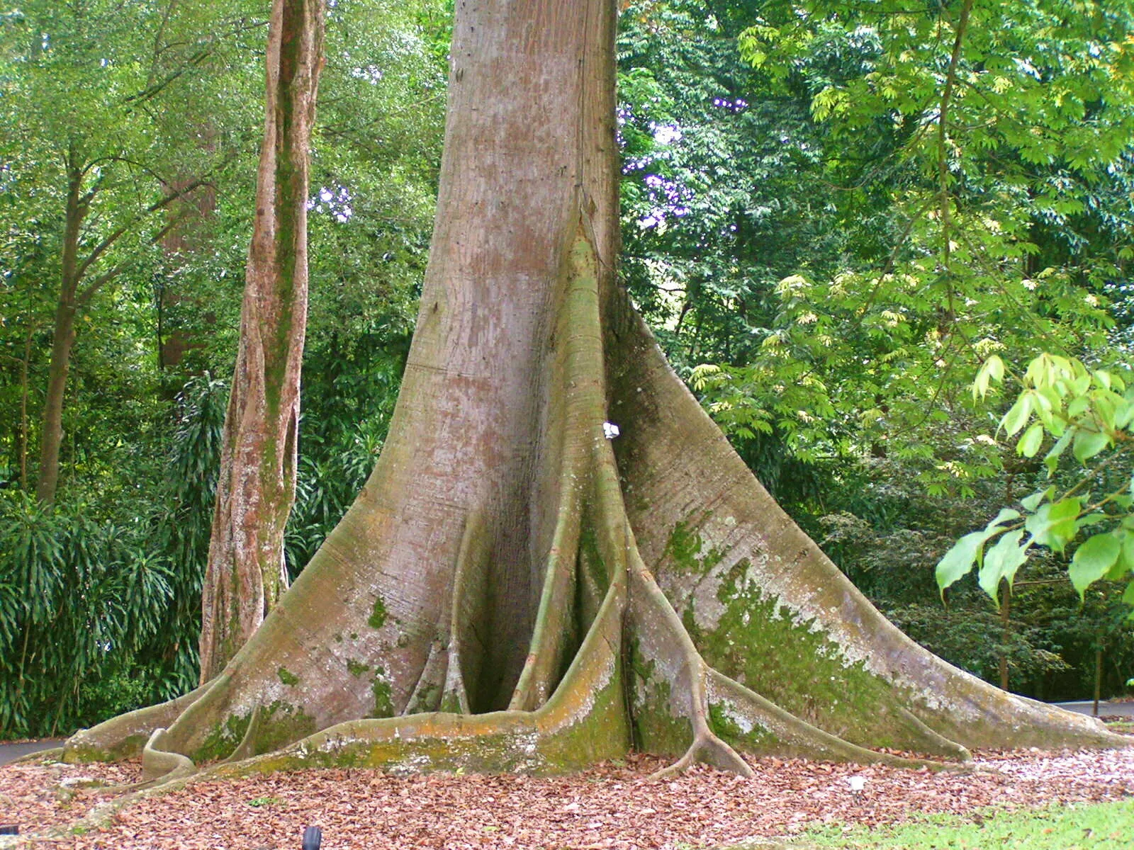 Kapok Tree Silk Cotton Tree Ceiba pentandra 100 Seeds  USA Company