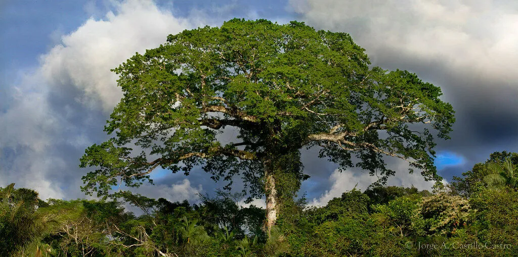 Kapok Tree Silk Cotton Tree Ceiba pentandra 100 Seeds  USA Company