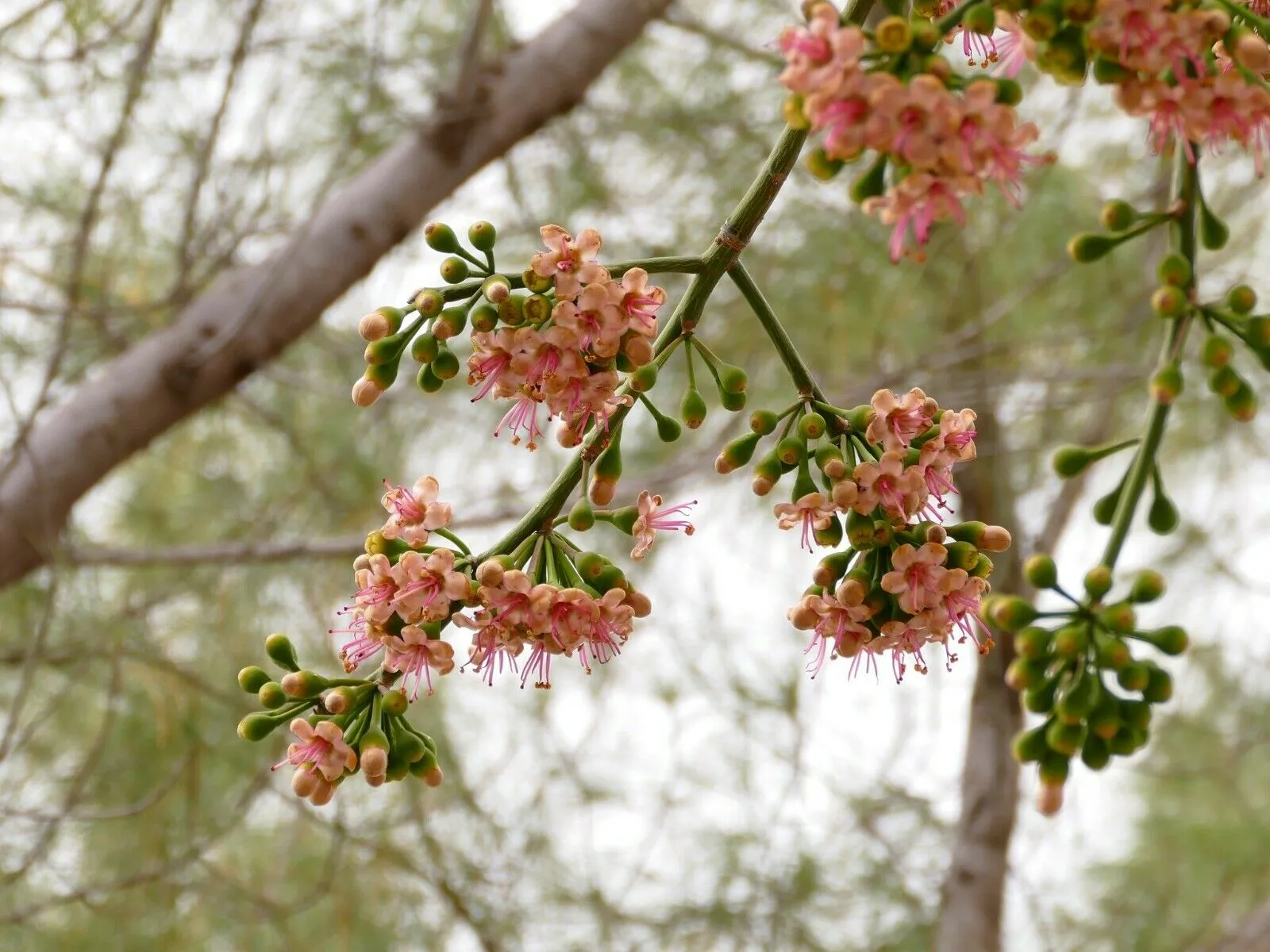 Kapok Tree Silk Cotton Tree Ceiba pentandra 100 Seeds  USA Company