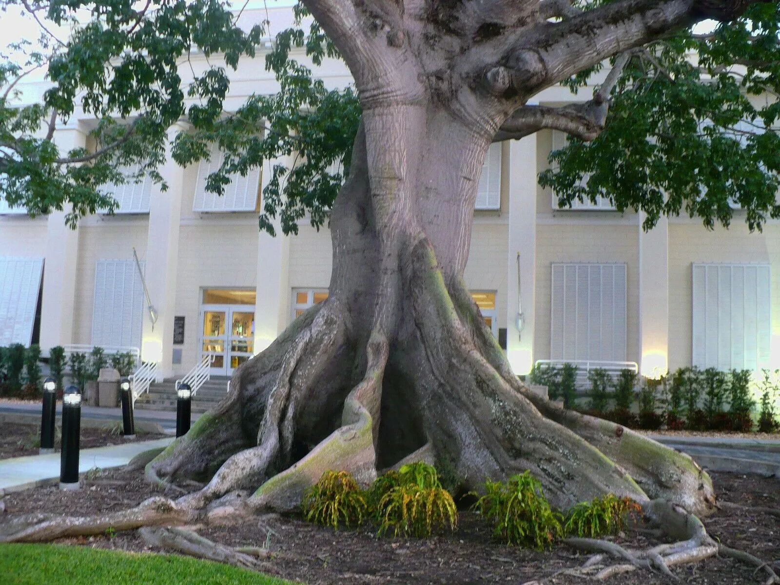 Kapok Tree Silk Cotton Tree Ceiba pentandra 100 Seeds  USA Company