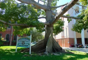 Kapok Tree Silk Cotton Tree Ceiba pentandra 100 Seeds  USA Company