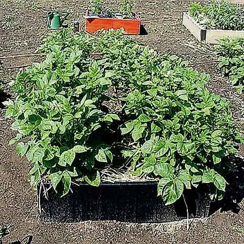 Raised Bed Border